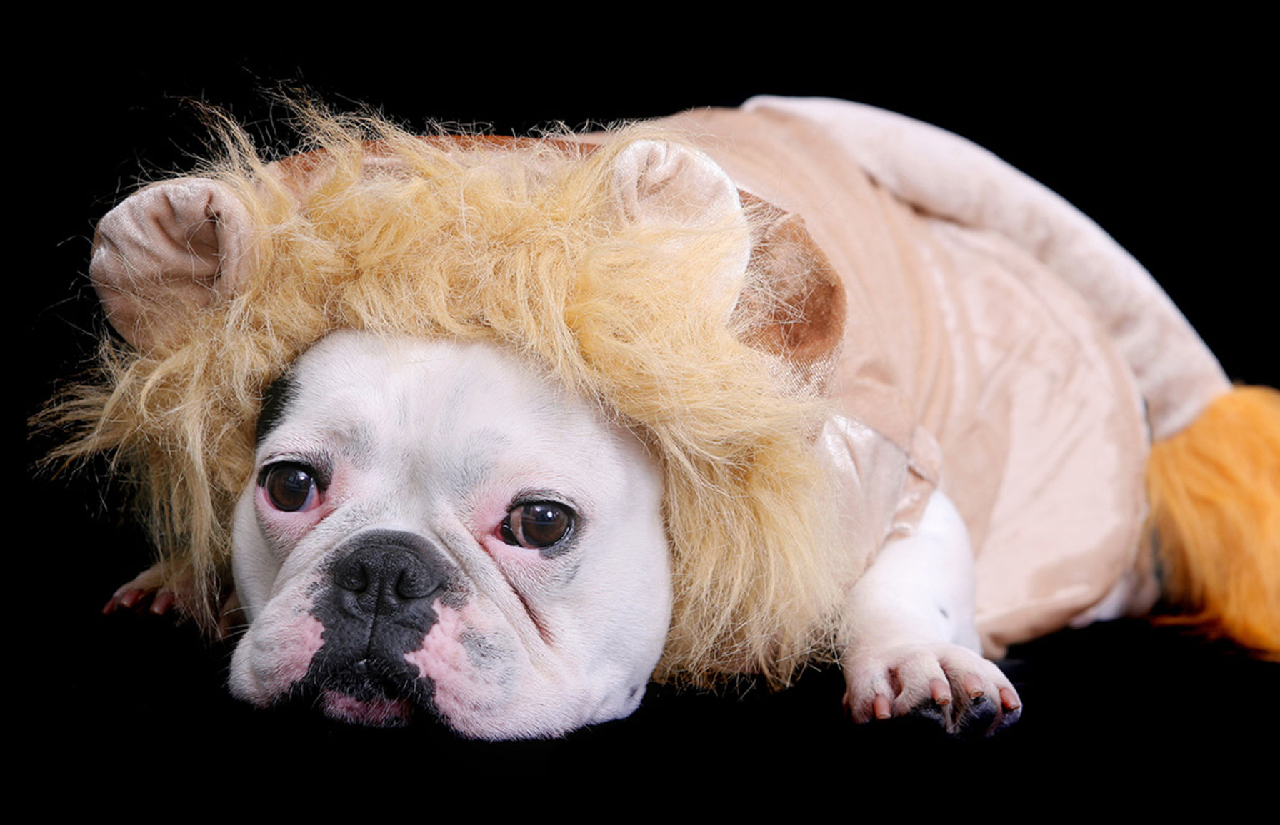 7. Lion